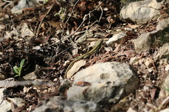 Phoenicolacerta laevis