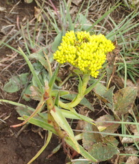Crassula vaginata