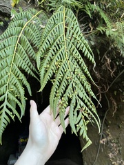 Woodwardia orientalis