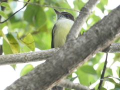 Myiarchus barbirostris