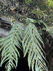 Woodwardia orientalis