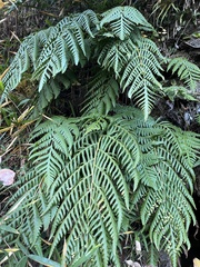 Woodwardia orientalis