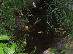 Trachycephalus mesophaeus