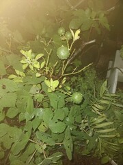 Citrus × microcarpa