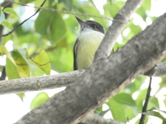 Myiarchus barbirostris