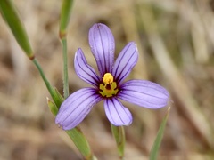 Sisyrinchium platense