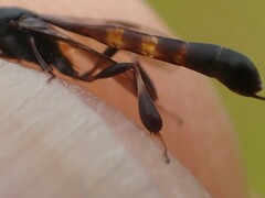 Gasteruption undulatum