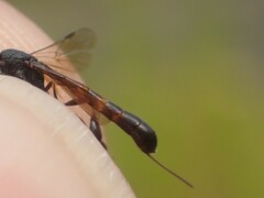 Gasteruption undulatum