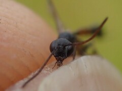 Gasteruption undulatum