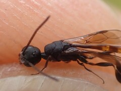 Gasteruption undulatum