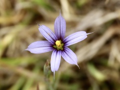 Sisyrinchium platense