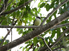 Myiarchus barbirostris