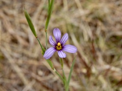 Sisyrinchium platense