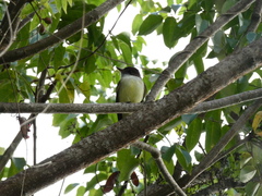 Myiarchus barbirostris