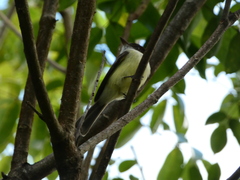 Myiarchus barbirostris