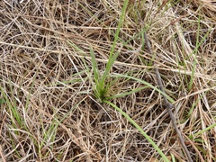 Sisyrinchium platense