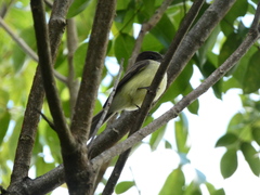 Myiarchus barbirostris