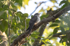 Cuculus micropterus