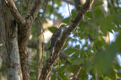 Cuculus micropterus