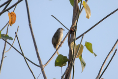 Pycnonotus brunneus