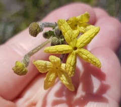 Lyperia lychnidea