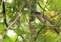 Pachyramphus validus