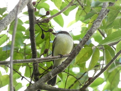 Myiarchus barbirostris