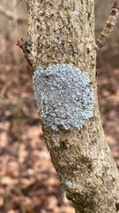 Physcia americana
