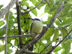 Myiarchus barbirostris