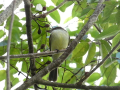 Myiarchus barbirostris