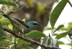 Dacnis nigripes