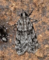 Scoparia chiasta