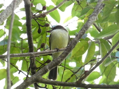 Myiarchus barbirostris