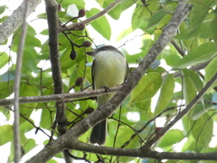 Myiarchus barbirostris