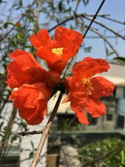 Punica