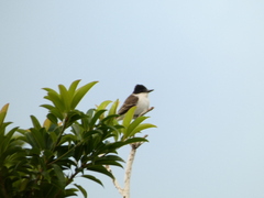 Tyrannus caudifasciatus