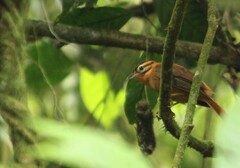 Philydor atricapillus