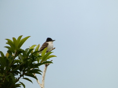 Tyrannus caudifasciatus