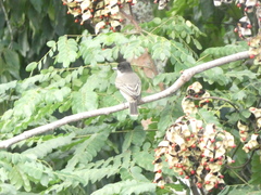 Tyrannus caudifasciatus