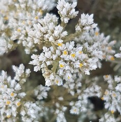 Helichrysum niveum