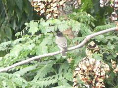 Tyrannus caudifasciatus