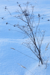Pastinaca sativa sylvestris