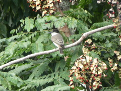 Tyrannus caudifasciatus