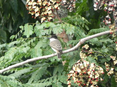 Tyrannus caudifasciatus