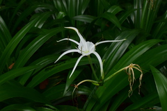 Hymenocallis speciosa