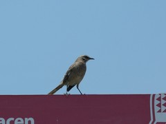 Mimus longicaudatus