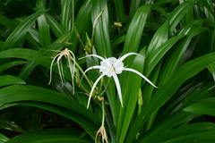 Hymenocallis speciosa