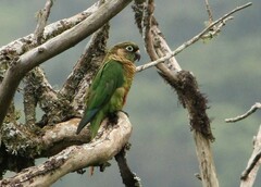 Pyrrhura frontalis