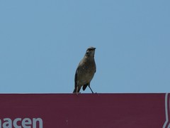Mimus longicaudatus