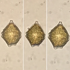 Miozoa